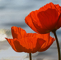 war anniversaries poppy & Normandy beach image